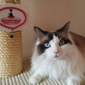 Hotel para Gatos