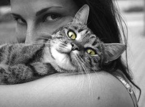 Cats Hotel in Marbella