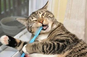limpieza dental gatos